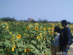 Bukan di Luar Negeri, Ini Taman Bunga Matahari di Bantul