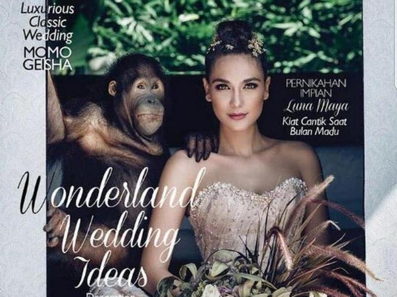 Netizen Yang Juga Heboh Dengan Sesi Pemotretan Luna Maya Dan Orangutan