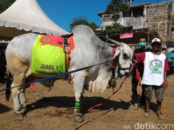 Gombloh, Sapi PO yang Juara Kontes di Boyolali