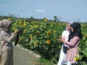 Ada Taman Bunga Matahari Instagramable di Bantul