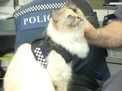 Ini Tia, Kucing Polisi Menggemaskan yang Hobi Tidur Siang