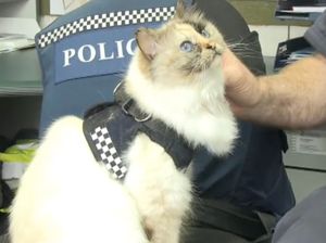 Ini Tia, Kucing Polisi Menggemaskan yang Hobi Tidur Siang Ini Tia, Kucing Polisi Menggemaskan yang Hobi Tidur Siang