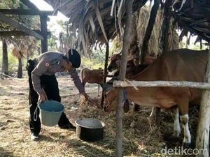 Kisah Polisi Jaga Rumah dan Ternak Pengungsi Gunung Agung