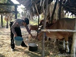 Kisah Polisi Jaga Rumah dan Ternak Pengungsi Gunung Agung
