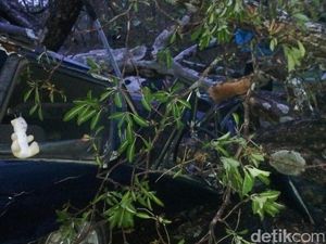 Korban Tewas Akibat Mobil Tertimpa Pohon di Blora Jadi 2 Orang