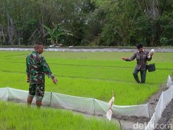 Kemarau Tak Pengaruhi Produksi Tanaman Pangan di Lamongan