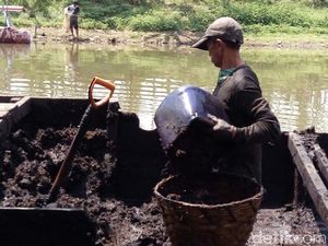 Bergelut dengan Gambut, Rezeki dari Dasar Rawa Pening