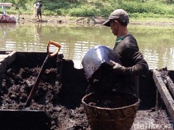 Bergelut dengan Gambut, Rezeki dari Dasar Rawa Pening