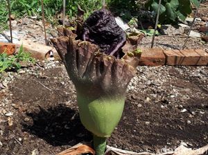 Mirip Bunga Bangkai, Tumbuhan Ini Jadi Tontonan Warga