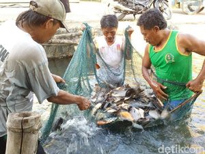 KKP Selamatkan Pembudidaya Ikan di Tengah Corona Lewat Program Ini