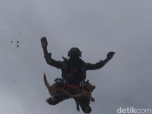 Video: Ketika Guguk Ikut Terjun Payung di Monas Video: Ketika Guguk Ikut Terjun Payung di Monas