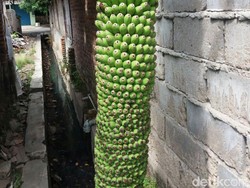 Aneh Tapi Nyata, Ini Pohon Pisang Berbuah Seribu di Cirebon