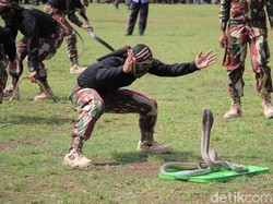 Video Prajurit Kopassus Duel dengan King Cobra