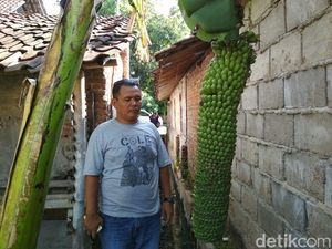 Unik! Ada Pohon Pisang Berbuah Seribu di Cirebon Unik! Ada Pohon Pisang Berbuah Seribu di Cirebon