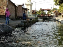 Sungai Kotor di Mojokerto ini Sekarang Menghasilkan Uang Puluhan Juta
