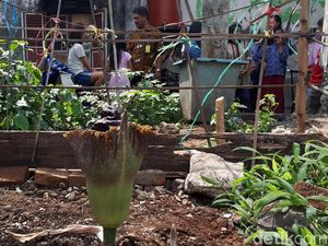 Tumbuhan Mirip Bunga Bangkai Jadi Tontonan Warga Cibeunying Bandung