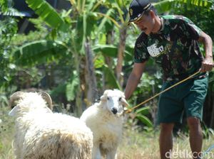 Demi Rezeki Halal, Serma Yadi Tak Malu Ngangon Kambing