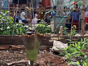 Mendadak Heboh dengan Kehadiran Tumbuhan Mirip Bunga Bangkai