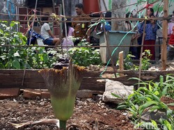 Mendadak Heboh dengan Kehadiran Tumbuhan Mirip Bunga Bangkai