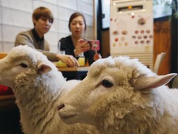 Kalau ke Seoul Bisa Makan di Kafe Ini Sambil Main dengan Rakun dan Domba