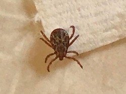 Corona Belum Juga Usai, China Laporkan Kasus Infeksi Virus Tick-Borne