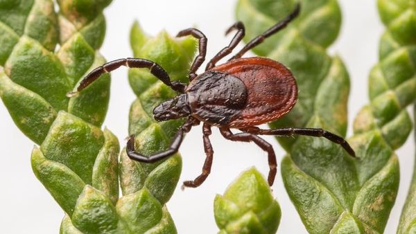 7 Jenis Kutu Berbahaya yang Bisa Sebabkan Infeksi