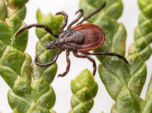 7 Jenis Kutu Berbahaya yang Bisa Sebabkan Infeksi
