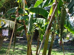 Ini Asal Usul Pohon Pisang Sewu di Hotel Singgasana