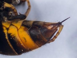 Ngeri! Nenek-nenek Tewas Disengat Lebah Raksasa 150 Kali