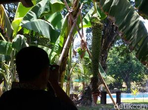 Pisang Sewu jadi Perbincangan, Ini Kata Pakar Pisang Sewu jadi Perbincangan, Ini Kata Pakar