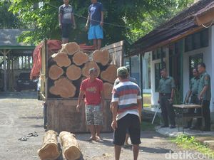 Puluhan Kayu Jati Hasil Curian Diamankan Polhut di Tegal