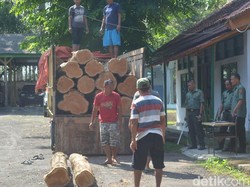 Puluhan Kayu Jati Hasil Curian Diamankan Polhut di Tegal