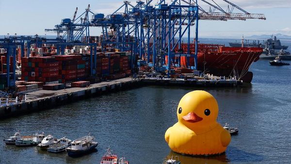 Bebek Raksasa Tiba-tiba Muncul di Pelabuhan, Kok Bisa?