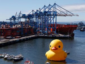 Bebek Raksasa Tiba-tiba Muncul di Pelabuhan, Kok Bisa?