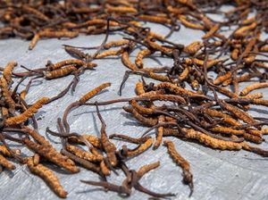 Foto: Jalur Sutra Tibet Penghasil Jamur Berharga Ratusan Juta