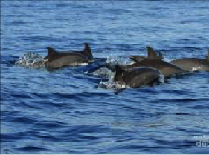 Asyiknya Bercengkrama dengan Lumba-lumba di Teluk Kiluan Lampung