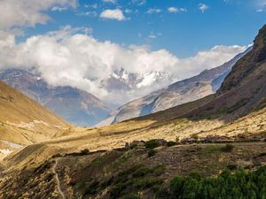 Kisah Jamur Aneh di Jalur Sutera Seharga Rp 279 Juta per Kilogram