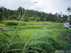 Rendang, Sarung, & Budaya Rantau Orang Minang