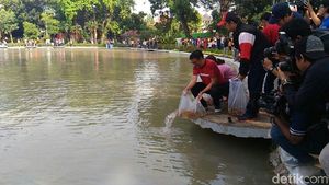 Foto: Gubernur Djarot Lepas 50 Ribu Benih Ikan di Taman Situ Lembang