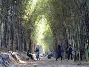 Mengintip Keindahan Hutan Bambu Surabaya yang Mirip Sagano Forest Jepang Mengintip Keindahan Hutan Bambu Surabaya yang Mirip Sagano Forest Jepang