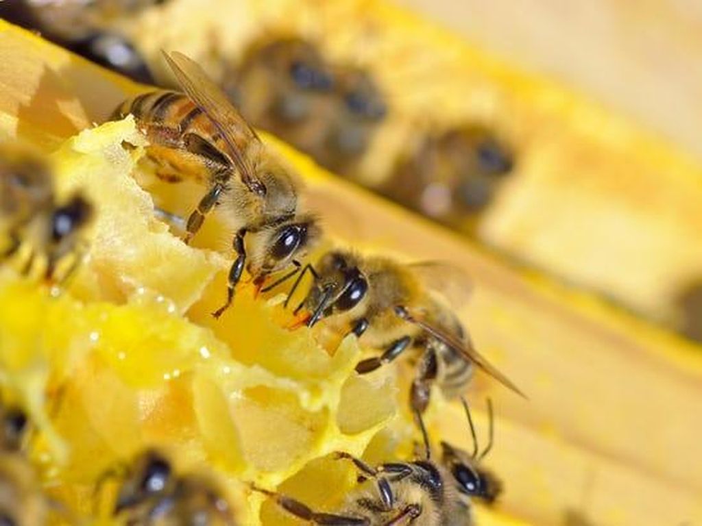 Sebabkan Kematian Lebah, Petani di Austria Dibui