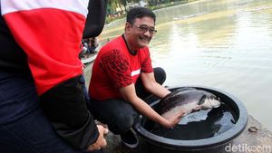 Djarot Lepas 50 Ribu Benih Ikan di Taman Situ Lembang