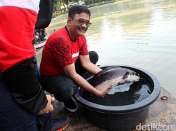 Weekend, Djarot Lepas Ribuan Benih Ikan di Taman Situ Lembang