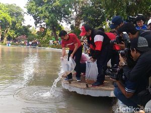 Gubernur Djarot Lepas 50 Ribu Benih Ikan di Taman Situ Lembang Gubernur Djarot Lepas 50 Ribu Benih Ikan di Taman Situ Lembang
