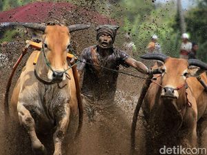 Foto: Tradisi Balap Sapi Khas Minang Foto: Tradisi Balap Sapi Khas Minang