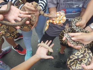 Potret Ular Molu Albino, Piton sampai Tokek Pakistan Masuk Jakarta