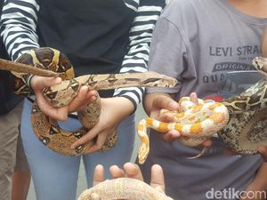 Pergoki Ular Masuk Rumah? Jangan Panik, ini Cara Menghadapinya