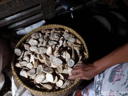 Gaplek Jadi Makanan Favorit Warga Banjarnegara