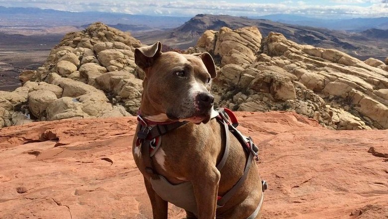 Inilah Penni, anjing yang hobi hiking (pennidog/Instagram)