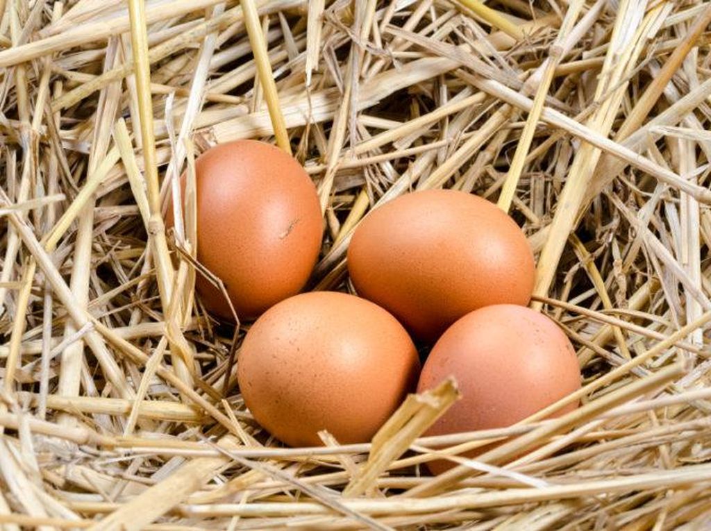Ini 11 Fakta Tentang Telur yang Mungkin Belum Kamu Tahu! Ini 11 Fakta Tentang Telur yang Mungkin Belum Kamu Tahu!